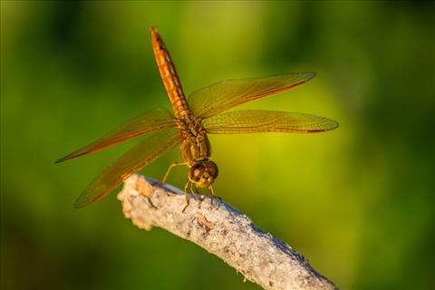 dragonfly....